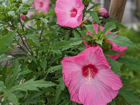 芙蓉草種植|フヨウ（芙蓉）とは？育て方・栽培方法